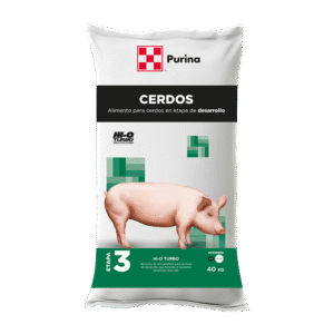 Desarrollo Etapa 3