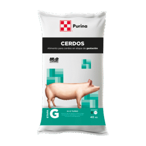 Gestación Etapa G