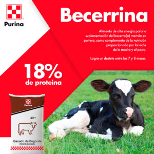 Becerrina
