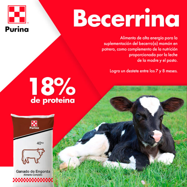 Becerrina